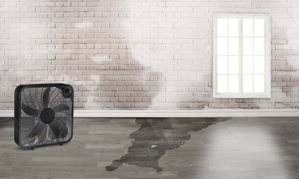 Best Flood restoration services  in Franklin Park, IL