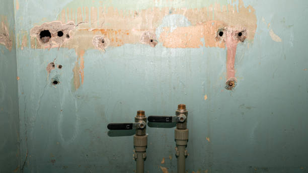 Best Mold removal after water damage  in Franklin Park, IL